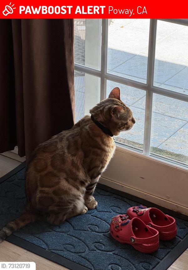 Lost Male Cat last seen Mossy Nissan Poway is near by, Poway, CA 92064