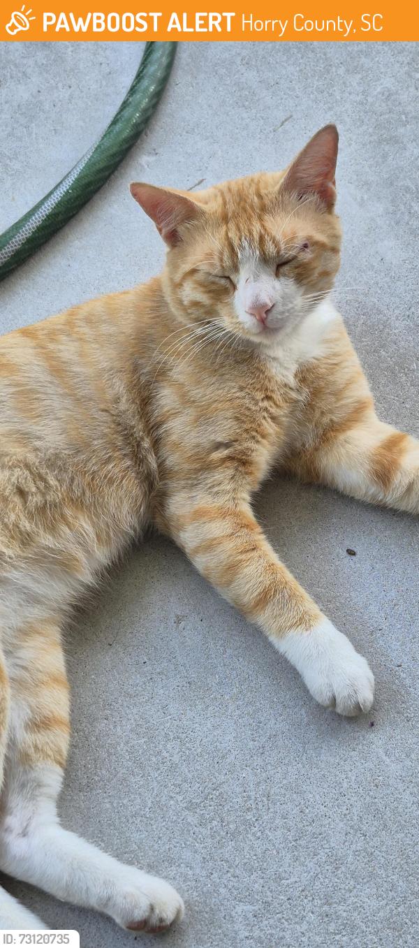 Found/Stray Male Cat last seen Huckleberry Lane Conway, Horry County, SC 29526