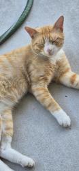 Found/Stray Male Cat last seen Huckleberry Lane Conway, Horry County, SC 29526