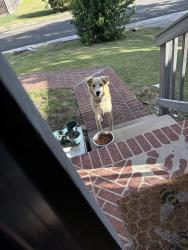 Found/Stray Unknown Dog last seen Southface and knights haven, San Antonio, TX 78233
