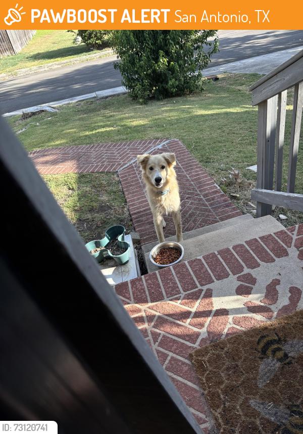 Found/Stray Unknown Dog last seen Southface and knights haven, San Antonio, TX 78233