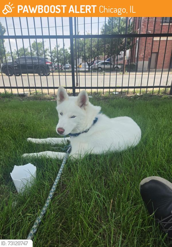 Found/Stray Male Dog last seen Near w division street, Chicago, IL 60651