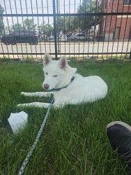 Found/Stray Male Dog last seen Near w division street, Chicago, IL 60651