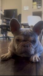 Reunited Female Dog last seen San Novado way, Santa Fe way, North Highlands, CA 95660