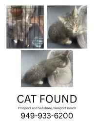 Reunited Unknown Cat last seen ON BEACH AT PROSPECT/SEASHORE, Newport Beach, CA 92663