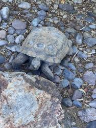 Found/Stray Male Other last seen Alington Bend & Westwind, Las Vegas, NV 89139