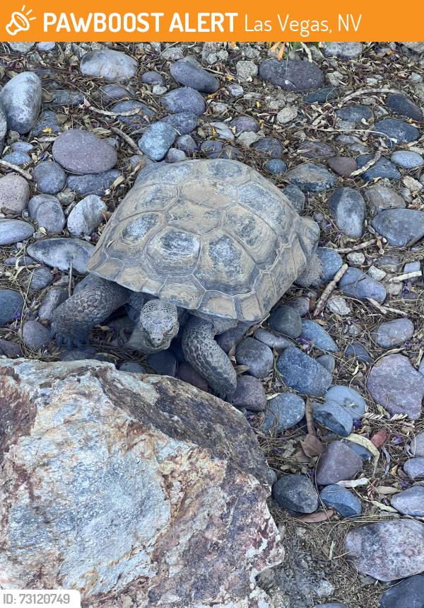 Found/Stray Male Other last seen Alington Bend & Westwind, Las Vegas, NV 89139