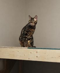 Reunited Male Cat last seen Ohio and Butler, Saint Paul, MN 55118