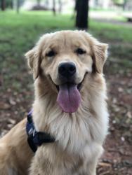 Lost Female Dog last seen Avenida Santa Isabel 728, Vila Santa Isabel, SP 13084-110