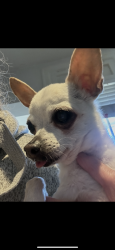 Reunited Female Dog last seen Read St Wilmington, Wilmington, DE 19805