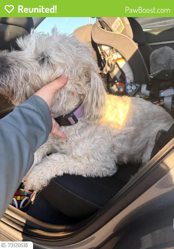 Reunited Female Dog last seen E first ave & n little river st - Aurora, Aurora, CO 80018