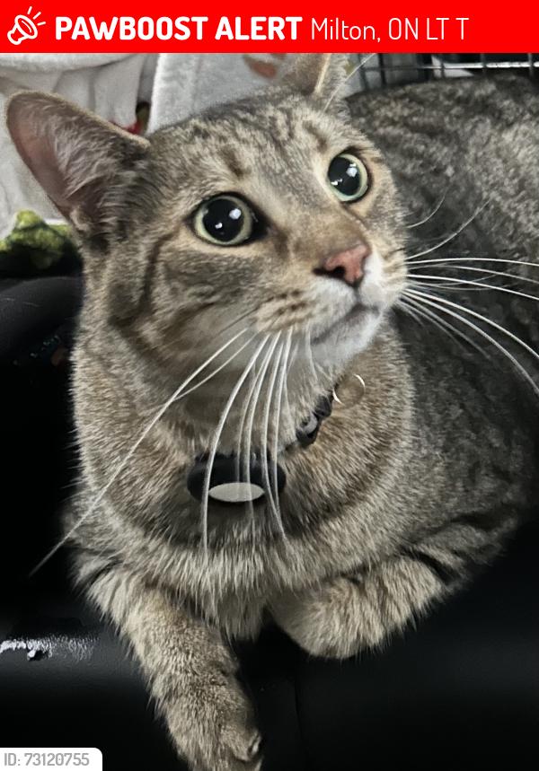 Lost Male Cat last seen Savoline and Dymot, Milton, On, Milton, ON L9T 7T5