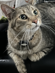 Lost Male Cat last seen Savoline and Dymot, Milton, On, Milton, ON L9T 7T5