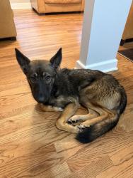 Reunited Male Dog last seen Baker ridge dr nw and forest ridge dr nw, Atlanta, GA 30318