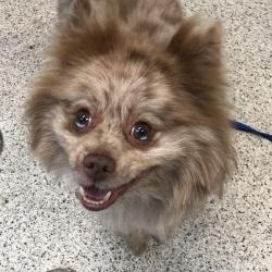 Shelter Stray Male Dog last seen , 1013 Garfield St, Oak Park, IL 60304, USA