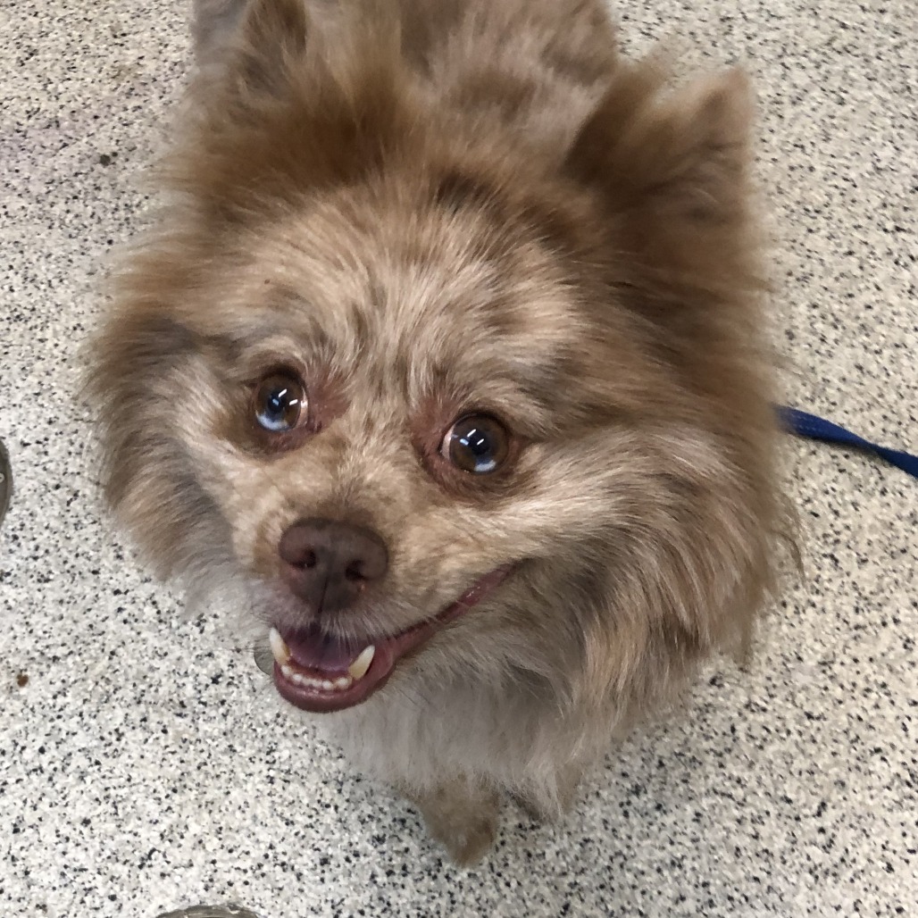 Shelter Stray Male Dog last seen , 1013 Garfield St, Oak Park, IL 60304, USA
