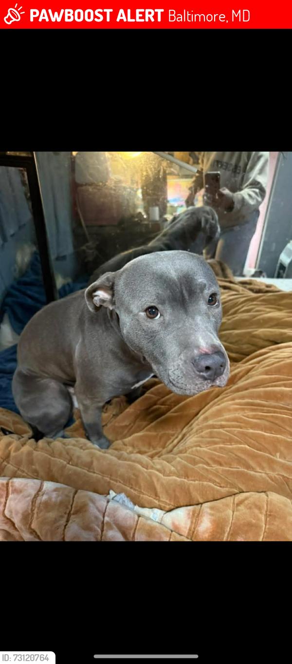 Lost Female Dog last seen Baker, Baltimore, MD 21217