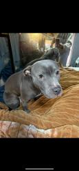 Lost Female Dog last seen Baker, Baltimore, MD 21217