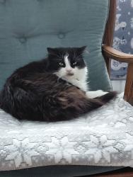 Reunited Male Cat last seen The Gatehouse pub, Clayton, st5, Newcastle-under-Lyme, England 