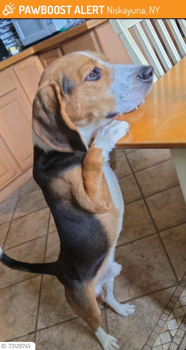 Found/Stray Male Dog last seen The intersection of Balltown Road and Rt 7 in Niskayuna, Niskayuna, NY 12309