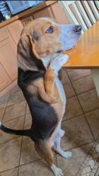 Found/Stray Male Dog last seen The intersection of Balltown Road and Rt 7 in Niskayuna, Niskayuna, NY 12309