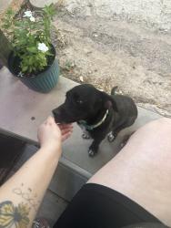 Found/Stray Female Dog last seen 29th street, San Angelo, TX 76903