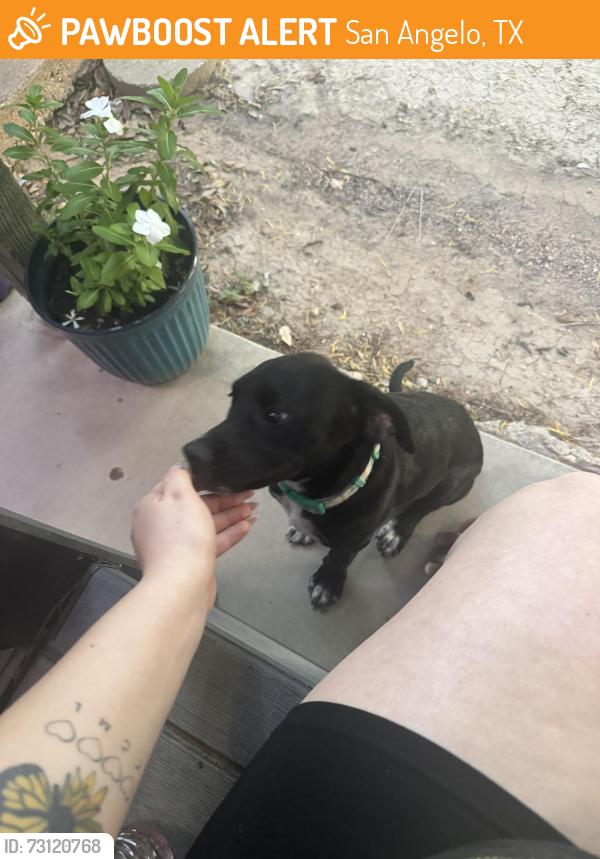 Found/Stray Female Dog last seen 29th street, San Angelo, TX 76903