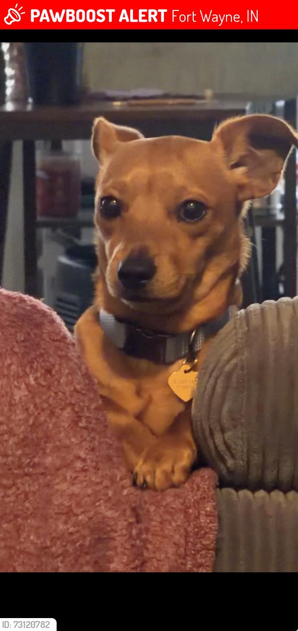 Lost Male Dog last seen Stellhorn and Hobson, Fort Wayne, IN 46815