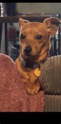 Lost Male Dog last seen Stellhorn and Hobson, Fort Wayne, IN 46815