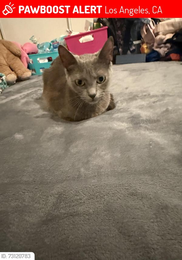Lost Female Cat last seen Nearby Address: 4657-4701 Obama Blvd, Los Angeles, CA 90016, Los Angeles, CA 90016