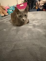 Lost Female Cat last seen Nearby Address: 4657-4701 Obama Blvd, Los Angeles, CA 90016, Los Angeles, CA 90016