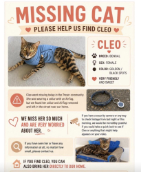 Lost Female Cat last seen Shadow canyon, Henderson, NV 89012