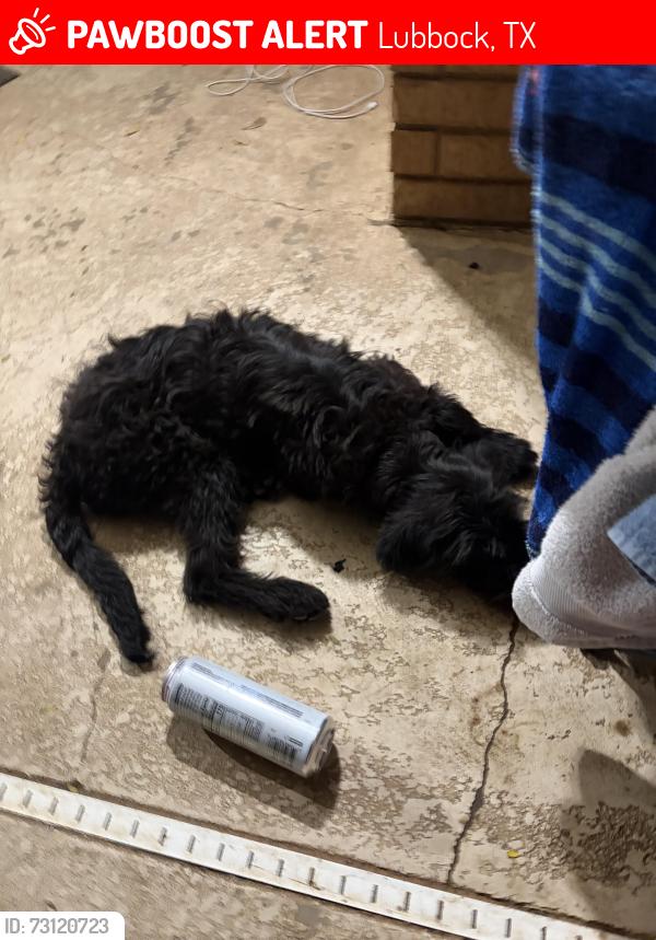 Lost Male Dog last seen Preston smith elementary, Lubbock, TX 79424