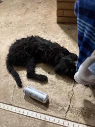 Lost Male Dog last seen Preston smith elementary, Lubbock, TX 79424