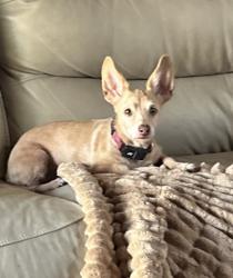 Reunited Female Dog last seen Everett St, Houston, TX 77009