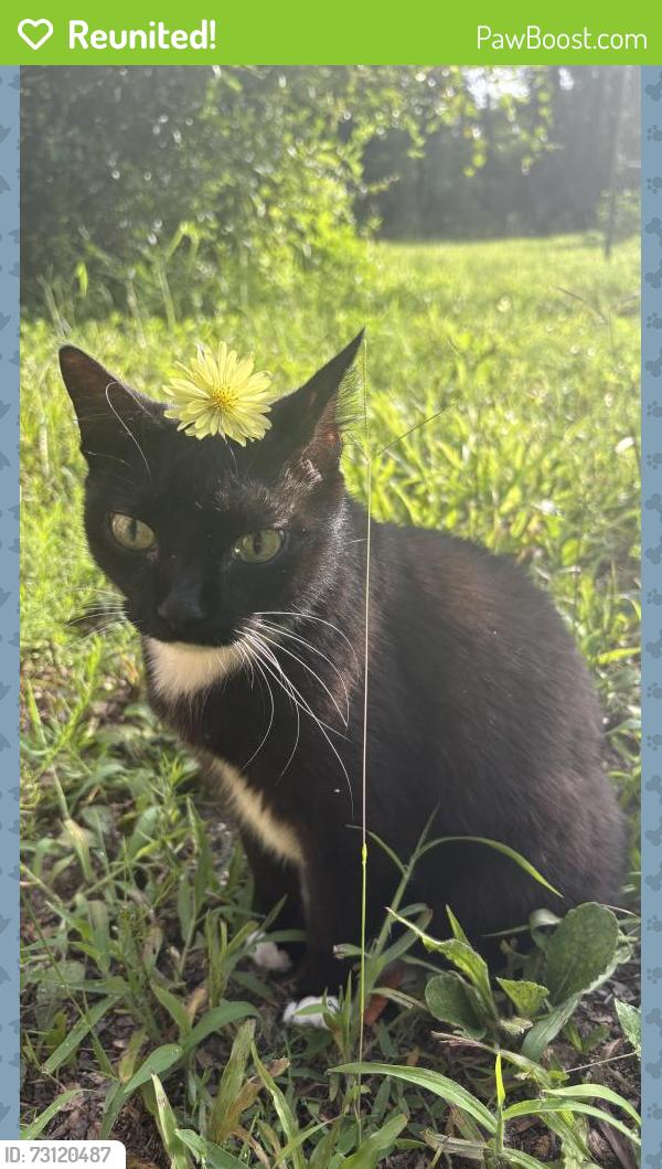Reunited Female Cat last seen W Beresford Ave and S Ridgewood Ave, DeLand, FL 32720