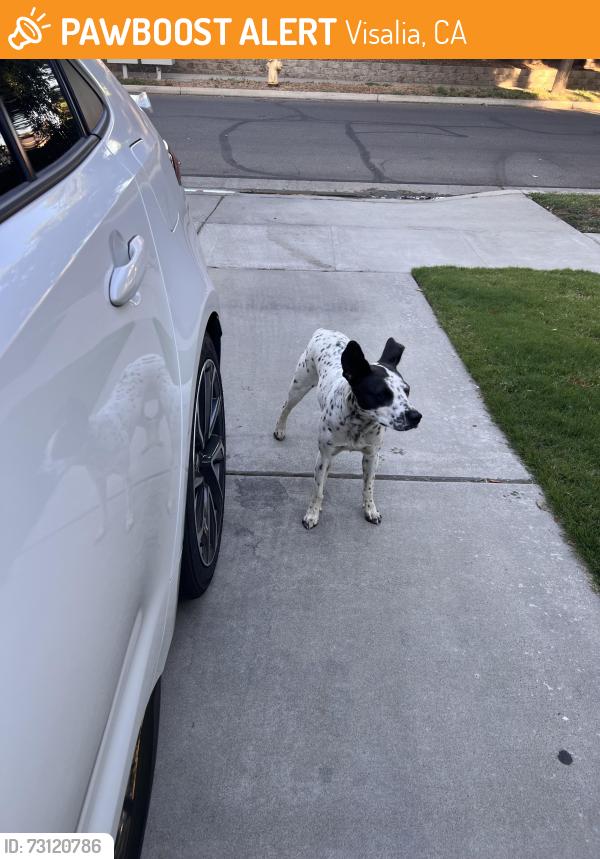 Found/Stray Female Dog last seen Glendale, Visalia, CA 93277
