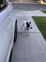 Found/Stray Female Dog last seen Glendale, Visalia, CA 93277