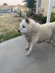 Reunited Male Dog last seen Central ave and laurel ave ceres ca, Ceres, CA 95307