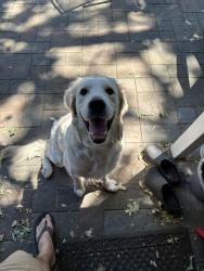 Reunited Male Dog last seen Oak Grove Rd, Concord, CA 94518