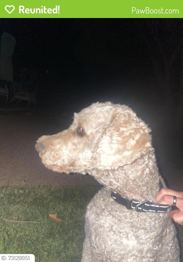 Reunited Male Dog last seen Richfield and Browning, North Albuquerque Acres, NM 87122