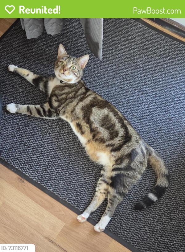 Reunited Male Cat last seen Stanton road busway, Luton, England 
