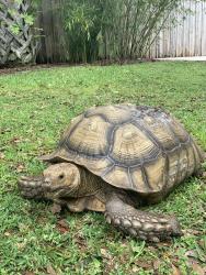 Lost Male Reptile last seen Saunders Road & Jerry Road, Zephyrhills, Crystal Springs, FL 33540