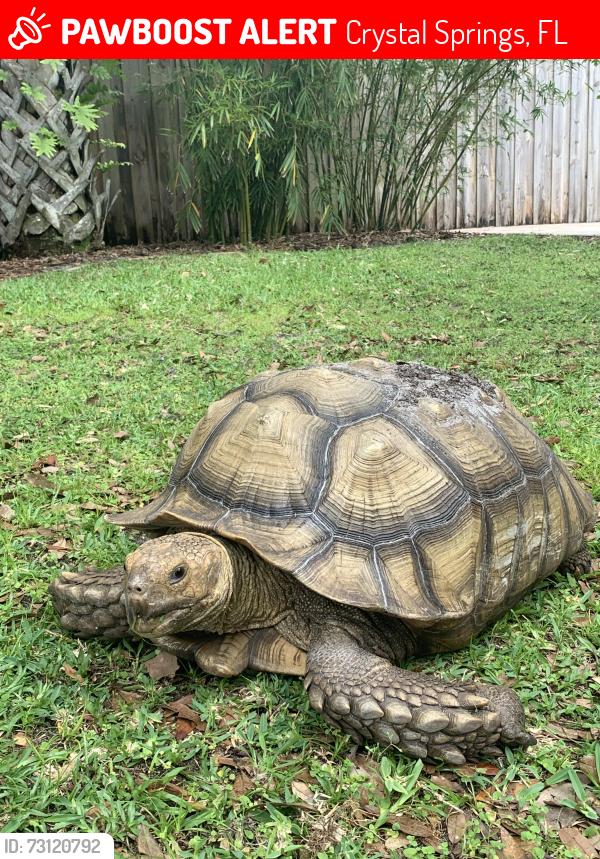Lost Male Reptile last seen Saunders Road & Jerry Road, Zephyrhills, Crystal Springs, FL 33540