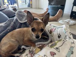 Reunited Female Dog last seen Heritage Cove on Willoughby near Indian St, Stuart, FL 34994