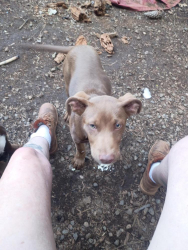 Lost Male Dog last seen Laporte rd, Challenge-Brownsville, CA 95919