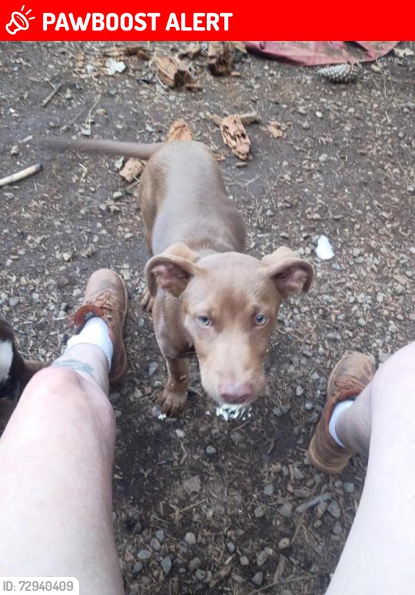 Lost Male Dog last seen Laporte rd, Challenge-Brownsville, CA 95919