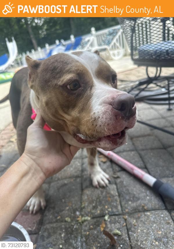 Found/Stray Female Dog last seen Butler Road, Shelby County, AL 35242