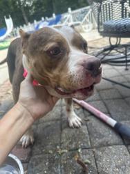 Found/Stray Female Dog last seen Butler Road, Shelby County, AL 35242