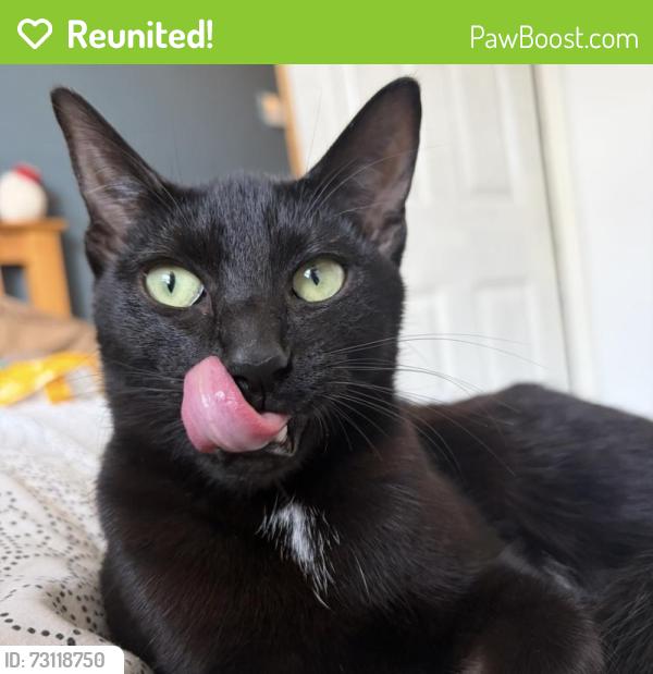 Reunited Female Cat last seen Last seen in New Basford. Around Northgate., New Basford, England NG7 7BG